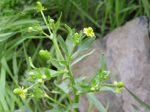  Ranunculus Sceleratus Extract 